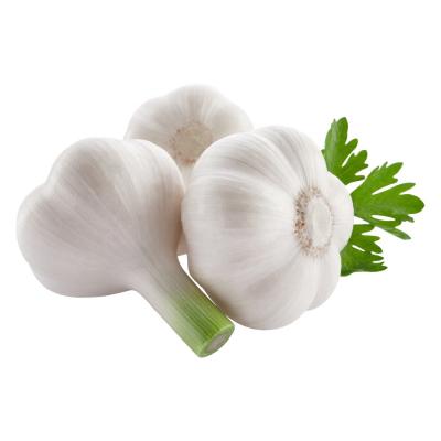 China 2023 Crop Chinese Normal and Pure White Fresh Garlic The Ultimate Vegetable Companion for sale