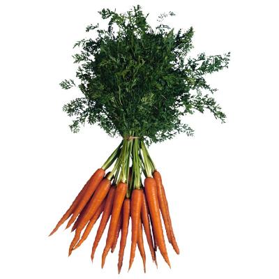 China Chinese fresh carrot factory fresh 2023 new crop vegetables wholesale fresh carrots price for sale