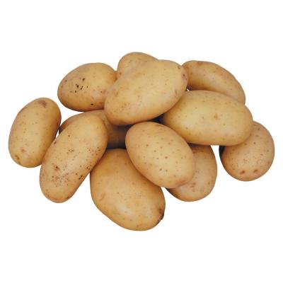 China 2023 new crop chinese shandong spring Fresh atlantic Potatoes fresh Potato for sale for sale