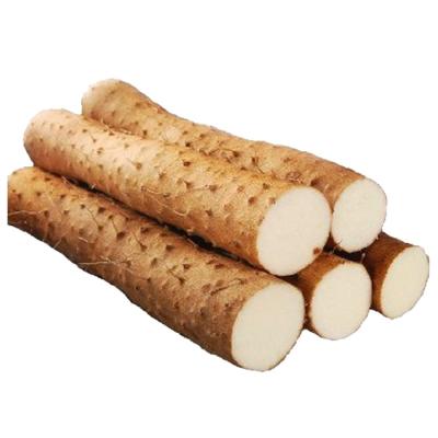 China Fresh Chinese Yams Vacuum Pack Yam/Iron Yam/Ox-Leg Food Yam for Year Round Supply for sale