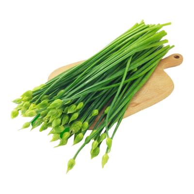 China Year Round Availability of Chinese Garlic Stem Fresh Sprout in Cryostat Storage Type for sale