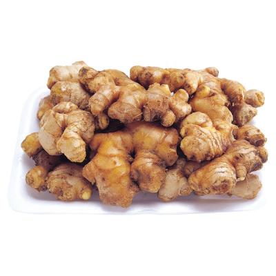 China Fresh Dry Large Ginger Buy Dried Ginger Buyers For Wholesale China Ginger For Sale Cheap Price for sale