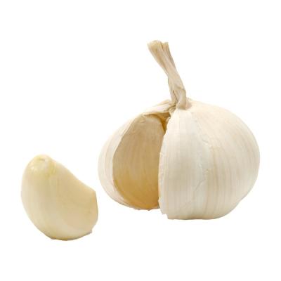 China Fresh Purple Peeled Garlic Supply Super White Garlic from Cold Storage at Affordable for sale