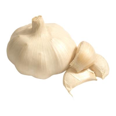 China Garlic normal white garlic purple color packed by mesh bag or loose box for new crop White Fresh Garlic for sale