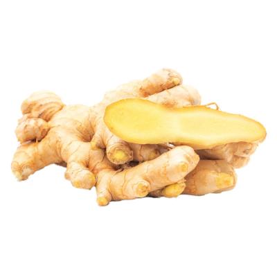 China king of China Conventional Ginger Fresh price per ton For Wholesale for sale