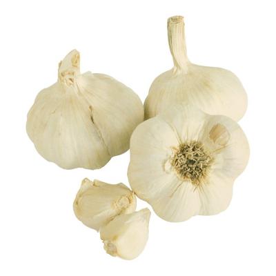 China Garlic cloves manufacturer normal white peeled garlic supplier wholesale factory price for sale