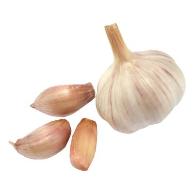 China Fresh New Chinese wholesale garlic in bulk for export in low price for sale