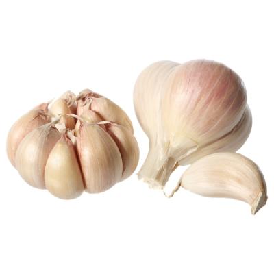 China Wholesale  in bulk  in low price for export fresh  Chinese  garlic for sale