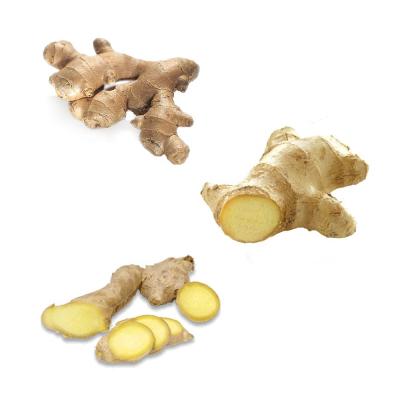 China Fresh Ginger Supplier Export High Quality Fresh Elephant Ginger China Ginger for sale