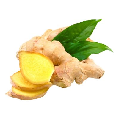 China High Quality Cheap Price Ginger Wholesale Fresh Fat Ginger Exporters for sale