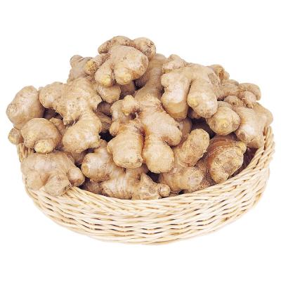 China High Quantity Air Dried Ginger Cheap Price China Fresh Ginger Ready to Ship air-dried ginger for Export for sale