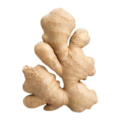 China new crop air dry Ginger with wholesale Ginger price and good Ginger quality for sale