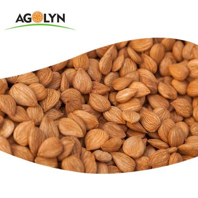 China AGOLYN Dried High Quality Good Taste Apricot Kernel / Almond Nuts for sale