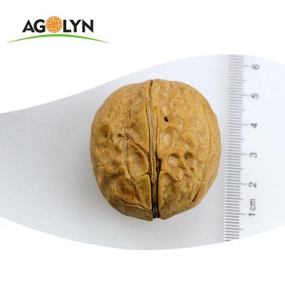 China Nutritious Paper Shell Fresh Unbroken Organic Agolyn Nuts Prices for sale