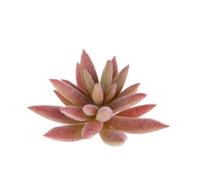 China Eco Friendly Unpotted Plastic Succulents Wholesale Live Plants for sale