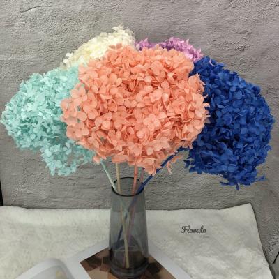 China Hydrangea Preserved Plant High Quality Single Anna Preserved Hydrangea Wholesale Forever Blooms Real Hydrangeas For Wedding Decoration for sale