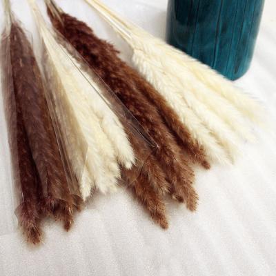 China Hot Selling Natural Colored Natural Dried Pampas Grass For Home Decor for sale