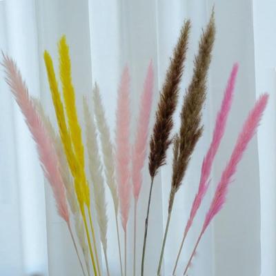 China 100% natural nature small pampas grass preserved natural pampas color for party for sale