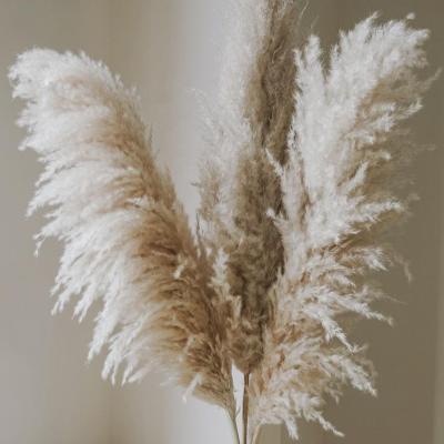 China Natural Fluffy Flowers 90cm Large Size Long Brown Dried Pampas Grass for sale