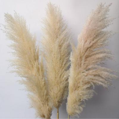 China Pampas Grass Decor Room Decor Wall Home Decor Amazon Hot Sale Feather Wedding Artificial Flowers Than Fake Pampas Grass Tall Fluffy Pampas Grass for sale