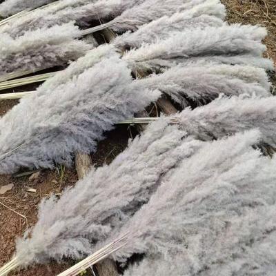 China Wholesale Natural Wall Home Decor Room Decor Flowers Dried Great Pampas Grass For Home Decoration for sale