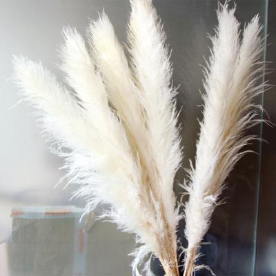 China 2021 Hot Sale Home Decor Wall Decor Room Decor Large Natural Dry Pampas Grass For Wedding Decorative for sale