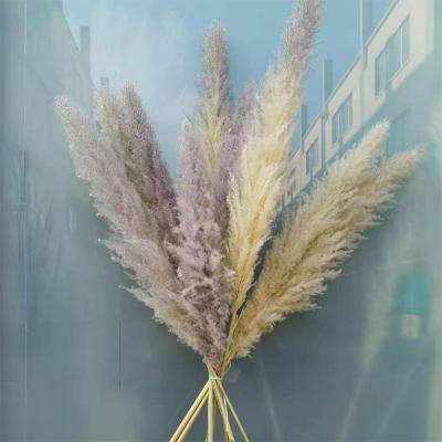 China Home decor 2020 most popular large fluffy pampas wall decor room decor wall dried pampas grass for decoration for sale