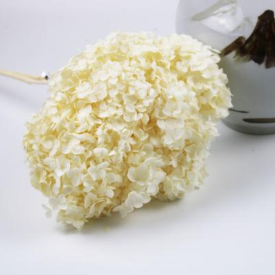 China Hot Selling Natural Dry Flower Natural Preserved Long Lasting Hydrangea Flower for sale