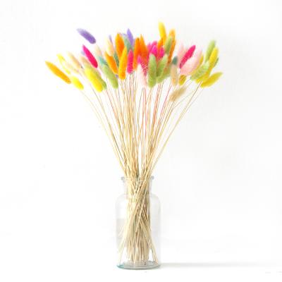 China Factory Price Natural Popular Colored Natural Colorful Rabbit Tails Grass Dry Flower for sale