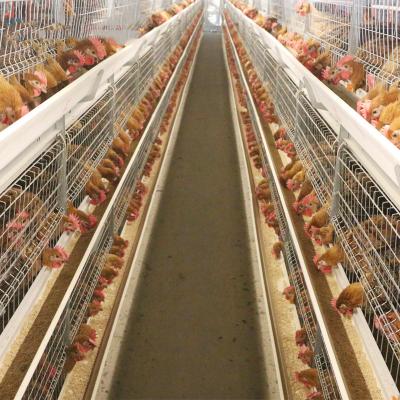 China Poultry House Poultry Equipment Poultry Farm Equipments Chicken Cages Automatic for sale