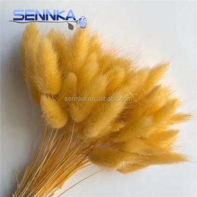 China 2020 environmental protection green hot sale flowers natural dry rabbit tail grass colorful flower as bridal bouquet for sale