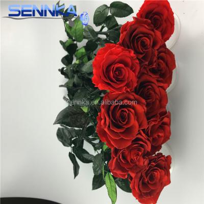 China Green Environmental Protection Preserved Rose 5-6cm Long Stem Chinese Red Rose Bud For Best Gift for sale