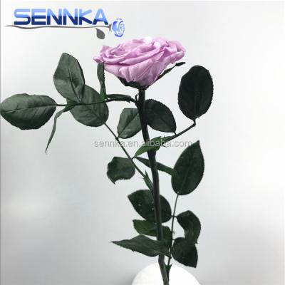 China Environmental Protection Green Durable Large Preserved Roses Fresh Cut Rose Keeping Alive Long Time for sale