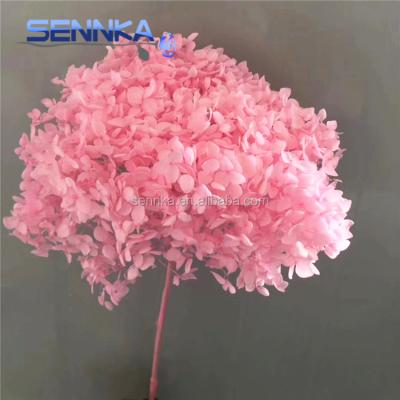 China Wholesale Green Environmental Protection Natural Preserved Stem Hydrangea Flowers for sale