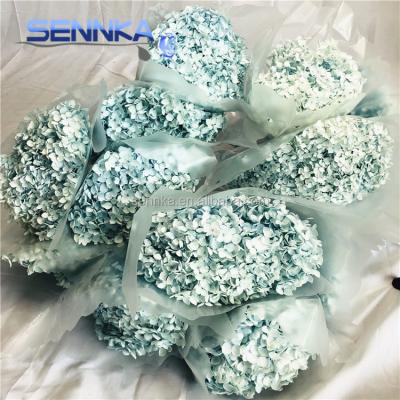 China Wholesale environmental protection green fresh cut dyed preserved stem hydrangea and diameter 15-20cm for making bouquet for sale