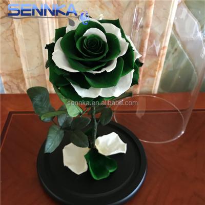 China Green Environmental Protection Customized Forever Flag Color Rose Preserved Flower In Sennka Glass Dome for sale