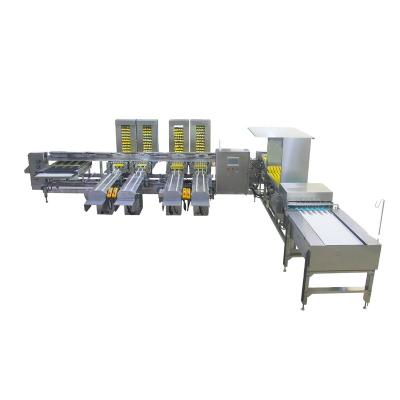 China Bakery Egg Grading Machine Electronic Egg Packing Machine for sale