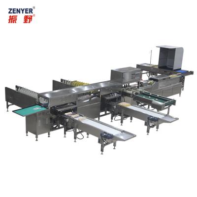 China Dairy Factory Chicken Egg Grading Packing Machine Automatic Egg Sorter Grader Connect To Egg Collection System for sale