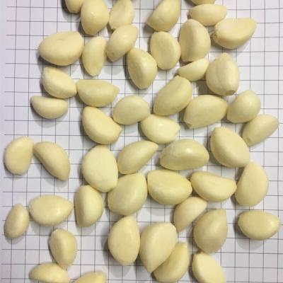 China New HACCP IQF Fresh Garlic Cloves for sale