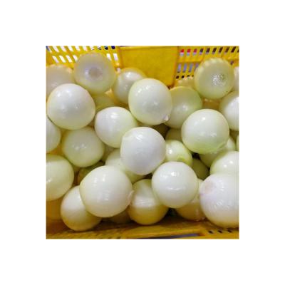 China Factory Direct Selling Bulk White Onion Producer Fresh Frozen Vegetable Round Onion IQF for sale