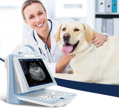 China KX5600V portable full digital B mode veterinary ultrasound scanner for sale