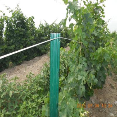 China Easily Assembled Hot Dipped Galvanized Metal Vineyard Grape Trellis Pole Post Replace Concrete Pillars for sale