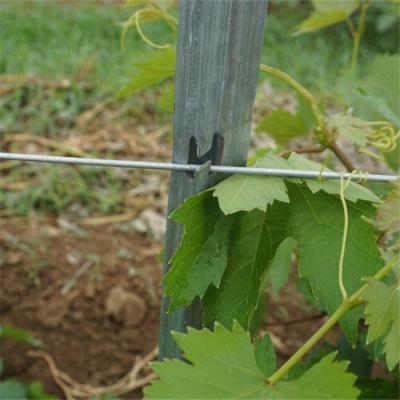 China Easily Assembled Factory Galvanized H Hole Metal Vineyard / Grape Trellis Post for sale