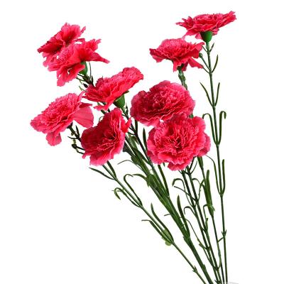 China Silk& Carnation Plastic Single Stem Flower Silk Carnation Bouquet For Mother's Day Decoration for sale