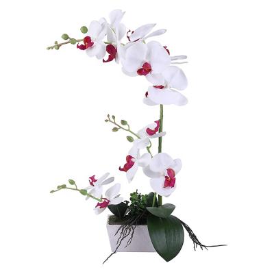 China Nursery Home Orchid Plant Orchid Decor Room Decor Live Orchids Bloom For Home Decoration for sale