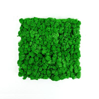 China Wholesale Eco-Friendly Decorative 100% Natural Preserved Green Plant Moss Panel for sale