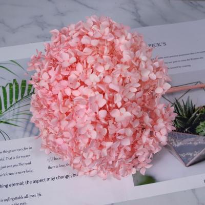 China Beautiful colorful flower hydrangea petals of eternal life decoration home life ha for sale