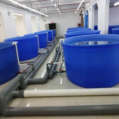 China High Density Intensive Fish Farming Recycling Aquaculture Systems For Grouper Farming, RAS System Equipment For Sale for sale