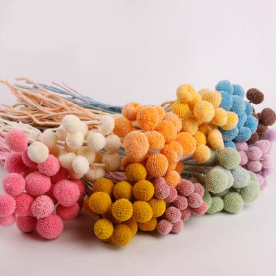 China 100% Natural Nordic Ornaments Preserved Fresh Dry Flowers Mini Billy Botton For Flower Bouquet for sale