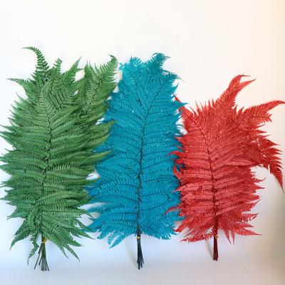 China 100% Natural Nordic Ornaments Preserved Fresh Dry Flowers Ming Fern For Festival Decoration for sale